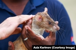 An African giant-pouched rat during a demonstration in Azerbaijan in June.