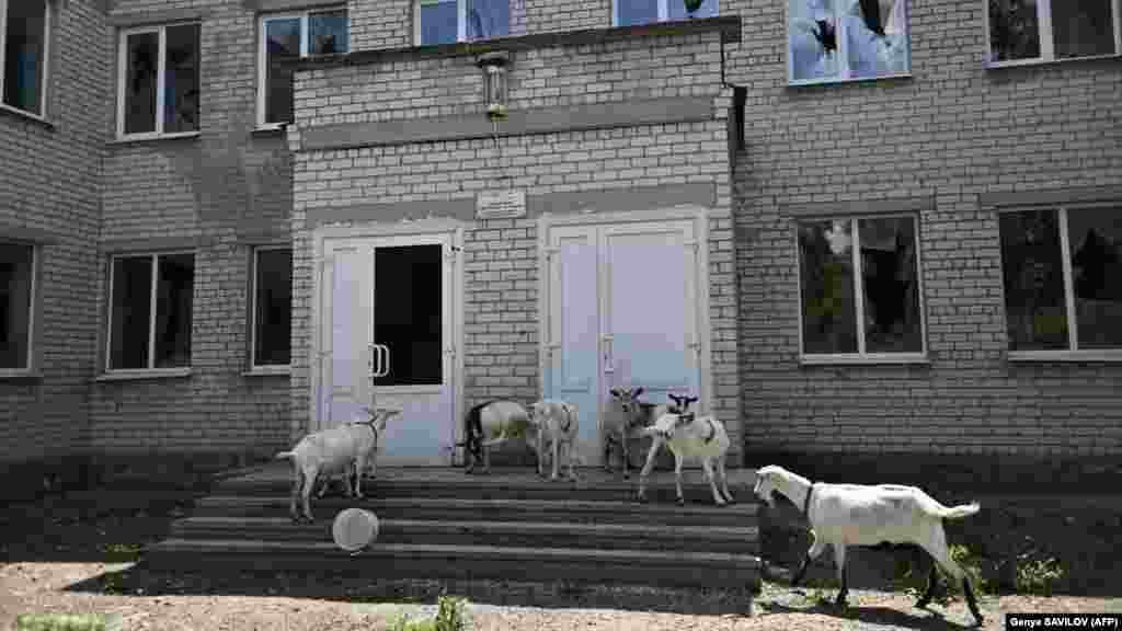 Goats graze in front of a school in a village near the town of Lyman. A spokesperson for Ukraine&#39;s eastern forces said on July 17 that the Russian military had amassed more than 100,000 troops and more than 900 tanks along the Lyman-Kupyansk axis. &nbsp;