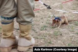 A harnessed rat in Azerbaijan in June.