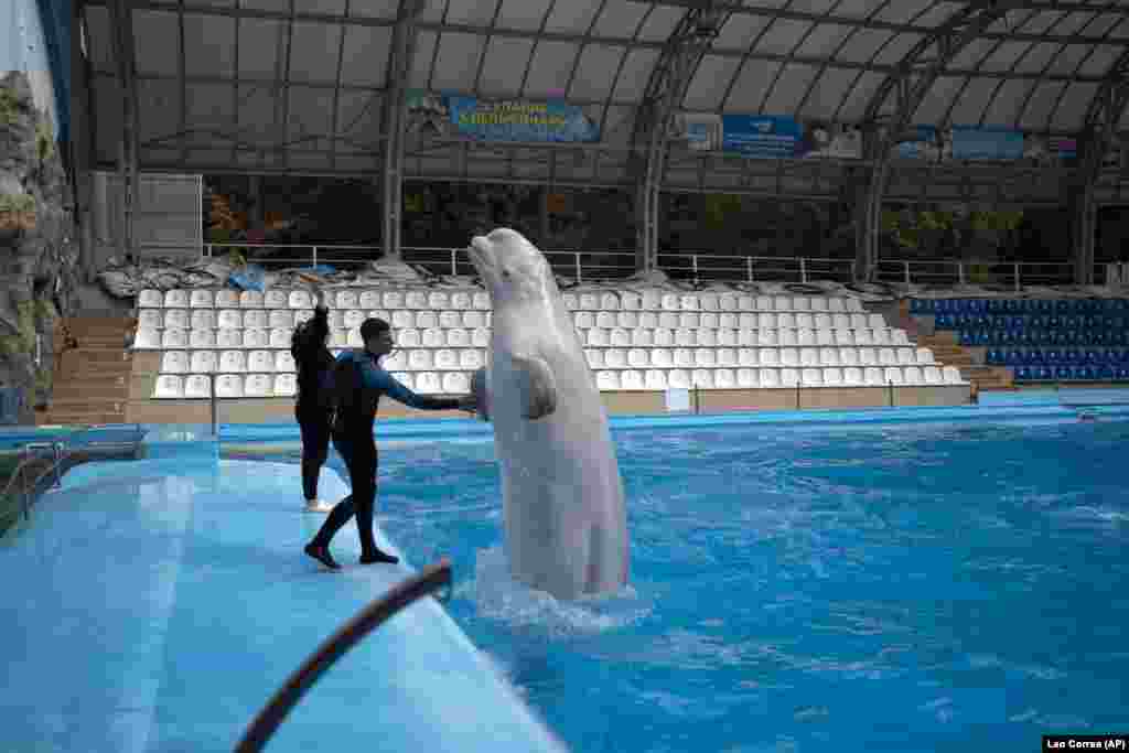 Trainer Volodyslav Lytnevskiy pats a beluga whale named Plombieres. Due to their size, the two remaining beluga whales are unable to be evacuated from the park. &nbsp;