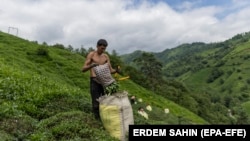 An Afghan migrant worker harvests tea leaves on the slopes of the Hopa district of Artvin, Turkey, on July 6.<br />
<br />
Decades of conflict, natural disasters, and economic challenges have fueled poverty across all segments of Afghanistan&#39;s society, resulting in people struggling to earn a living.<br />
&nbsp;