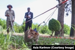 A handler demonstrating how the African giant-pouched rats sniff for land mines in Azerbaijan.