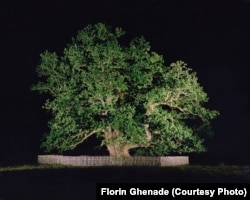 The "Old Carpathian," a tree photographed by Florin Ghenade.