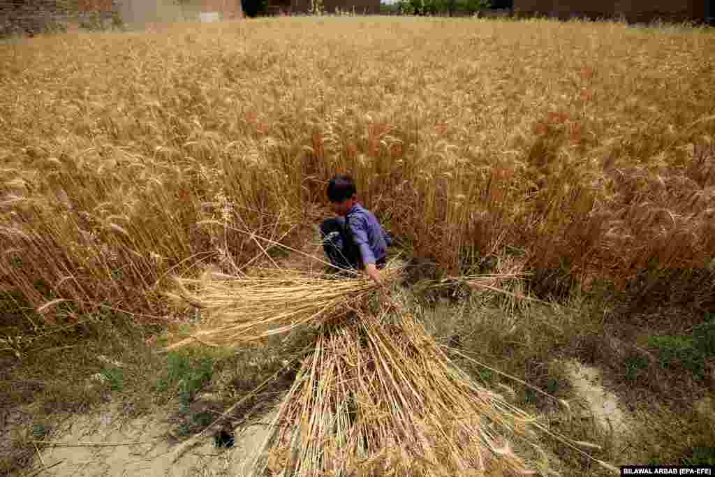 Pakistani Prime Minister Shehbaz Sharif took to social media on April 30 to announce that the country had attained a&nbsp;&ldquo;record bumper&rdquo; harvest of wheat totaling 27.5 million metric tons.&nbsp;