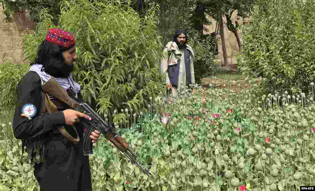 Armed guards watch as the Taliban&#39;s anti-narcotics police destroy poppy fields outside of Mazar-e-Sharif, Balkh Province, Afghanistan on May 1. The Taliban banned poppy cultivation in April 2022. But last year&#39;s harvest was largely exempted from the ban, resulting in a 32 percent jump in opium production.&nbsp; &nbsp; &nbsp;