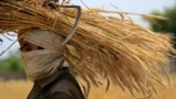 A Pakistani farmer carries bundles of wheat during the harvest season at a village on the outskirts of Peshawar, Pakistan, on May 4.<br />
&nbsp;<br />
Pakistan&#39;s highest wheat production in a decade is a welcome respite for its cash-strapped government struggling through economic, political, and food insecurity.<br />
<br />
&nbsp;