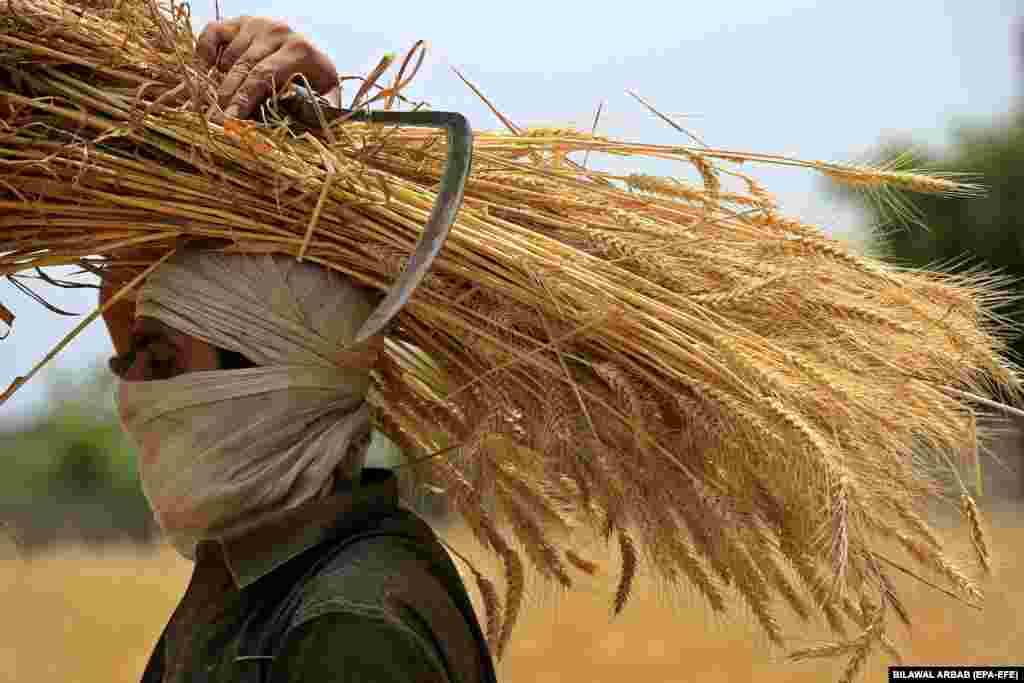 A Pakistani farmer carries bundles of wheat during the harvest season at a village on the outskirts of Peshawar, Pakistan, on May 4. &nbsp; Pakistan&#39;s highest wheat production in a decade is a welcome respite for its cash-strapped government struggling through economic, political, and food insecurity. &nbsp;